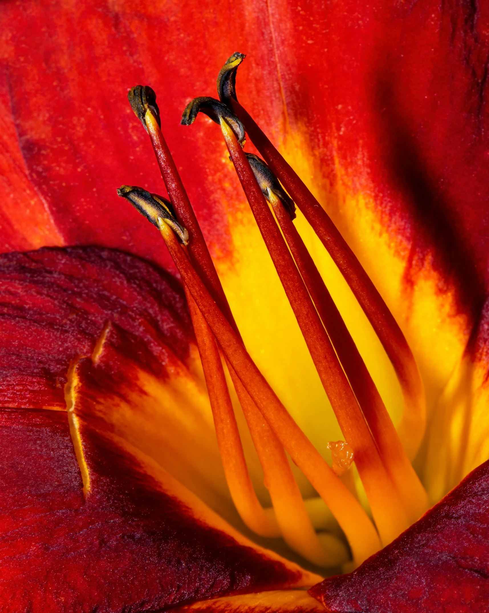 a red and orange flower with stamens in the center