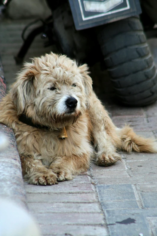 small furry dog sitting on the ground next to a motorcycle