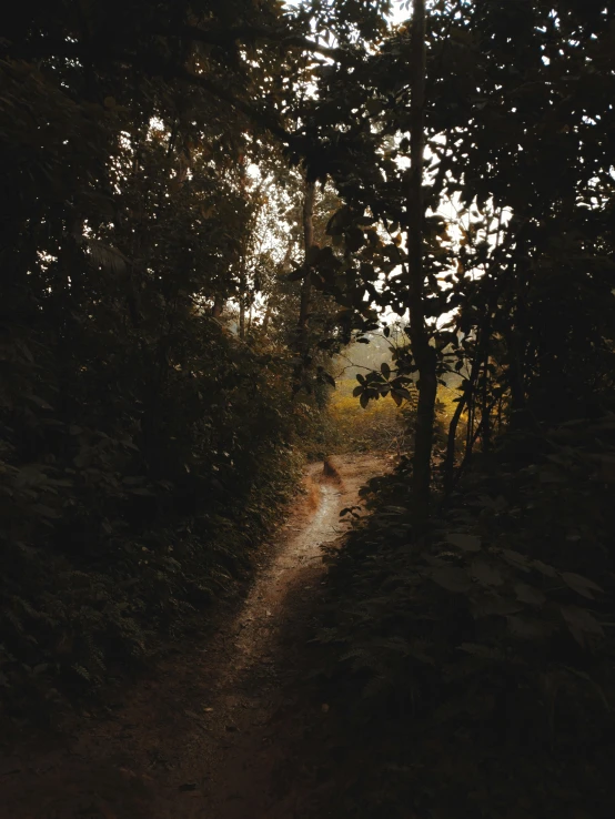 the sunlight shines through a cluster of trees on a small path