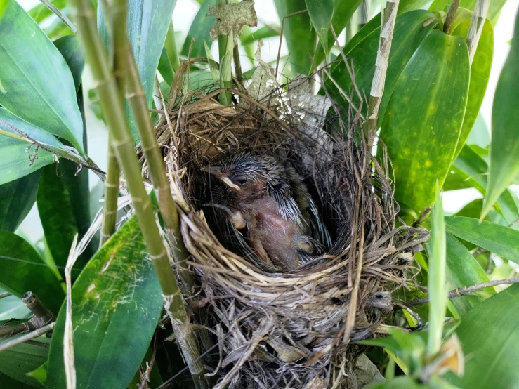 bird nest with two eggs in a tree