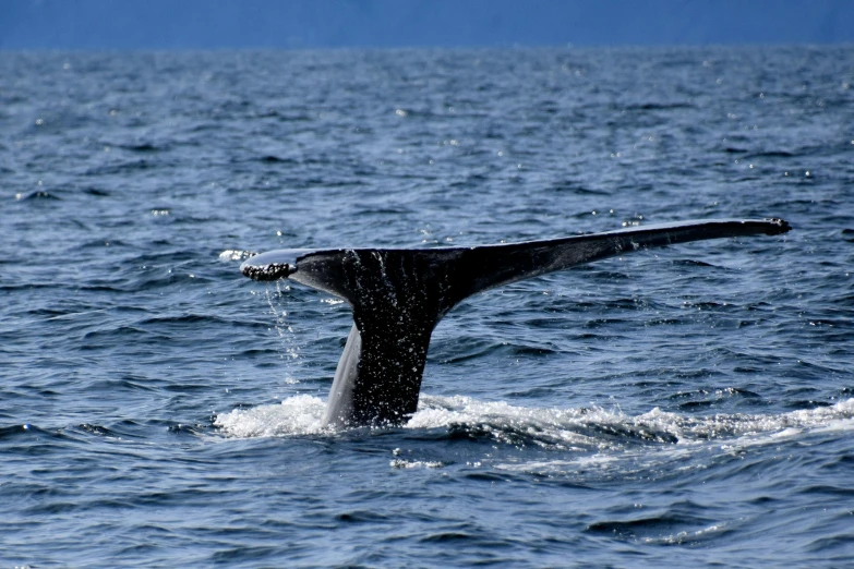 a whale fluows into the water near the shore