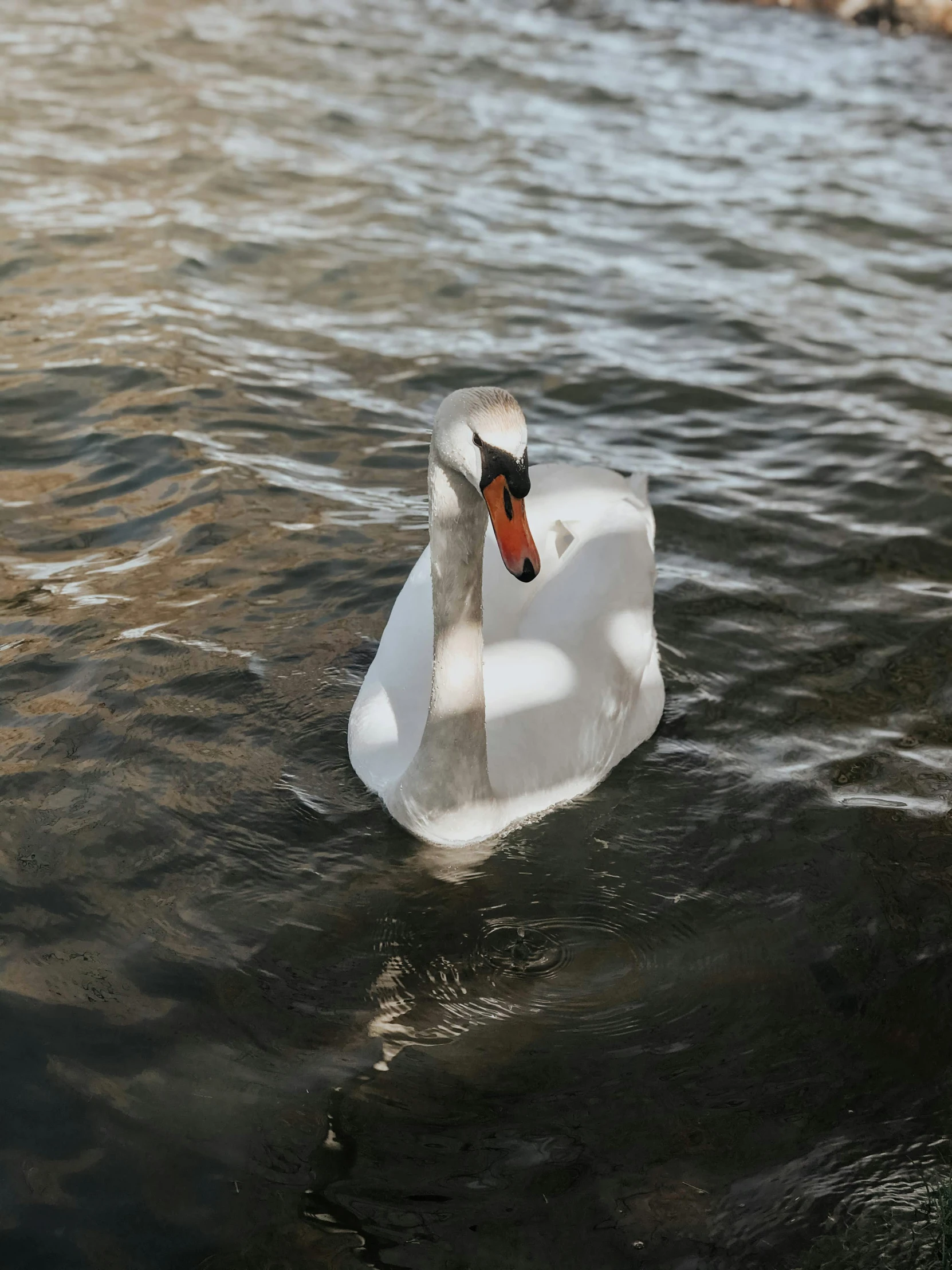 a swan with its head inside the water