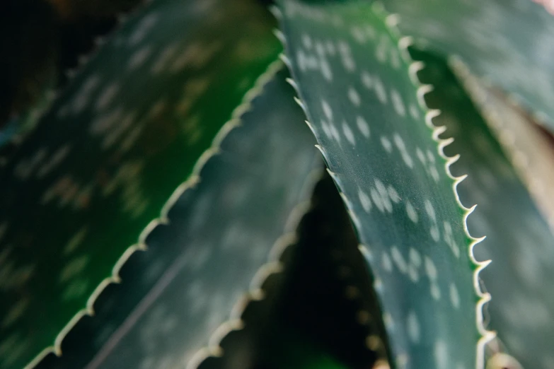 a close up view of a small, green plant