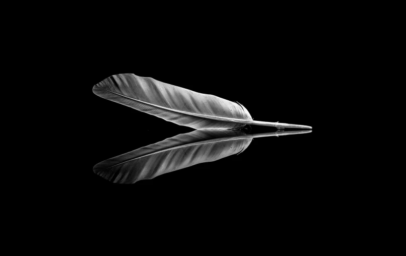 a pair of feathers are reflected in the water