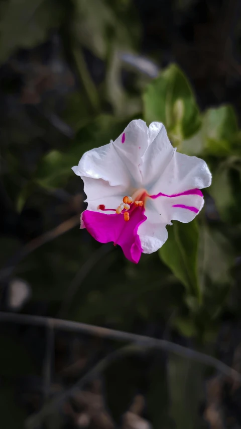 a single purple and white flower on its own