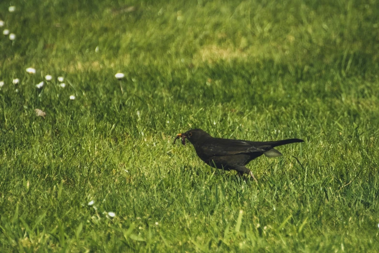 a bird eating food in the grass