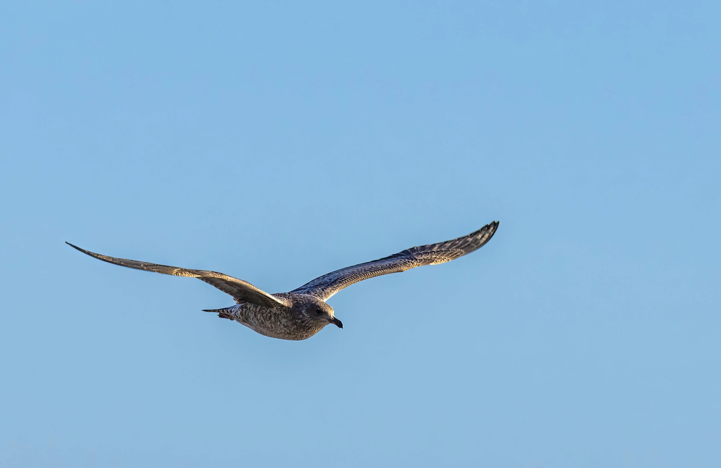 an adult bird flying in the blue sky