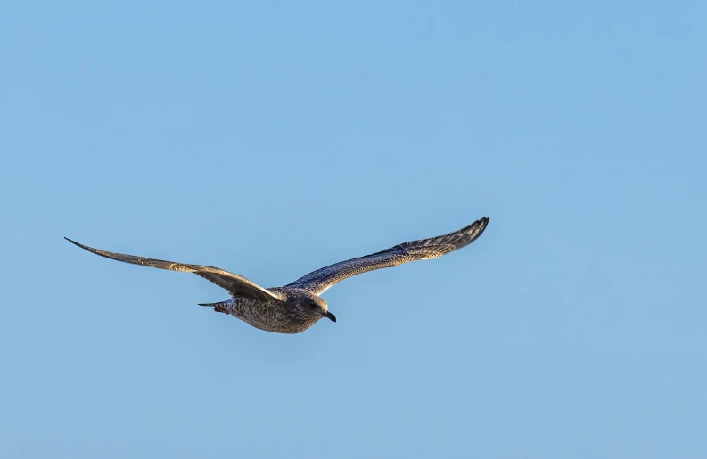 an adult bird flying in the blue sky