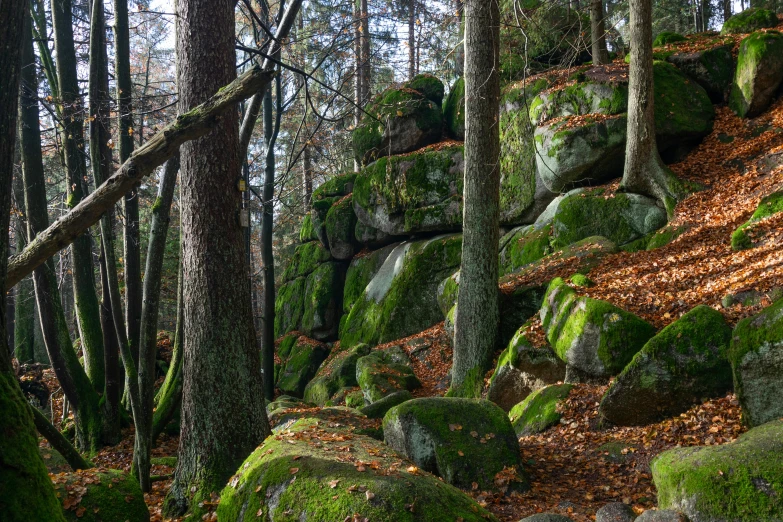 green mossy rocks and trees with yellow leaves