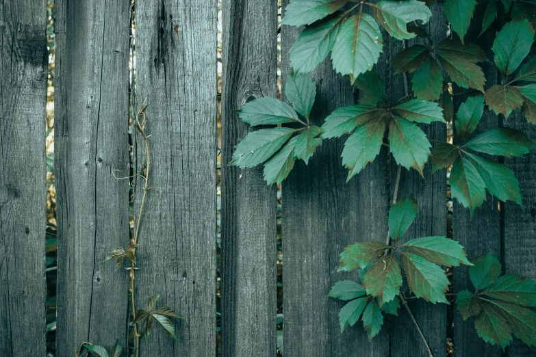 the leaves are on the side of the wooden fence