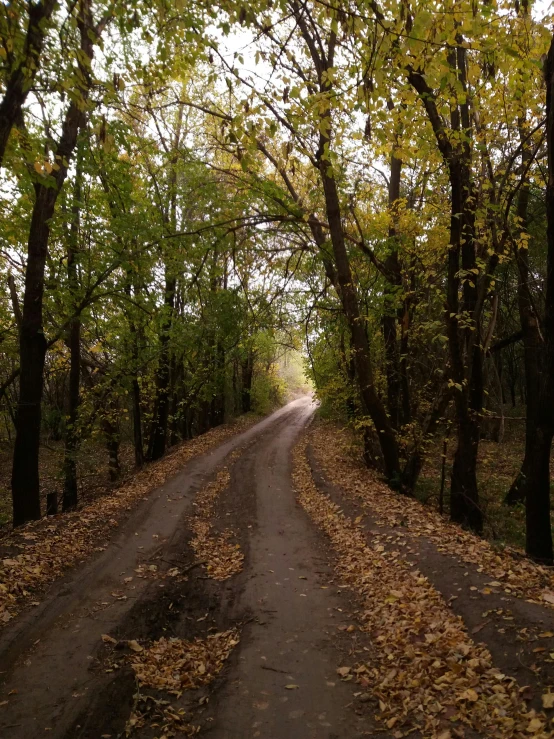 trees lining a dirt path in a wooded area