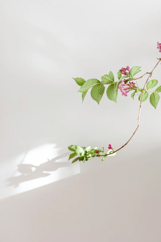 a plant that is sitting in a vase with flower stems on it