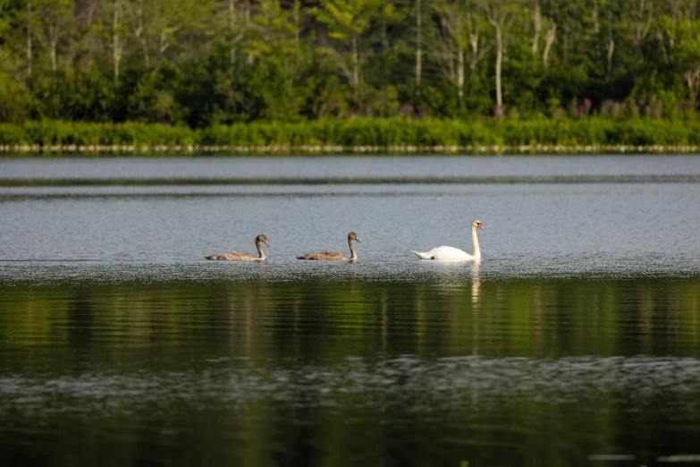 three birds swim on a large body of water