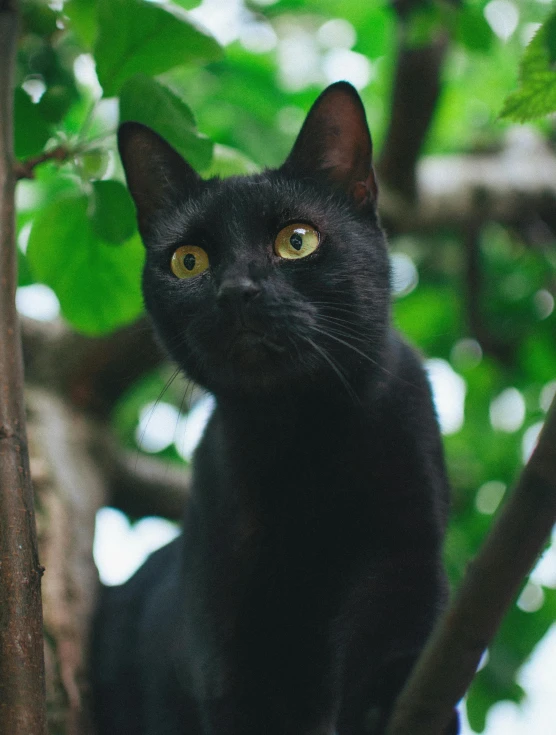 a black cat with yellow eyes sitting on a tree nch