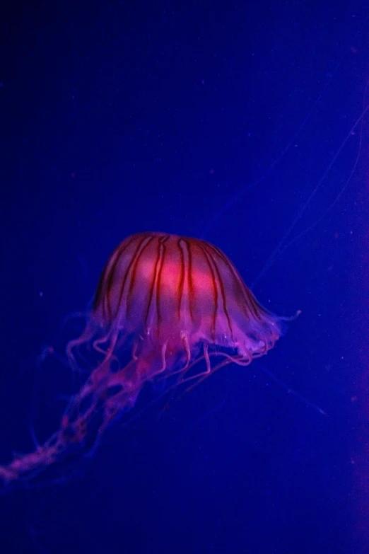 a large jellyfish swimming through a purple light