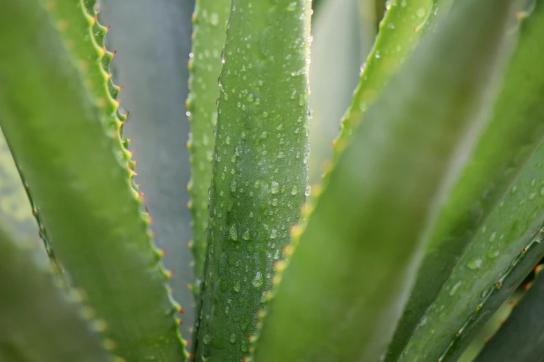 a close up of a very tall leaf in a garden