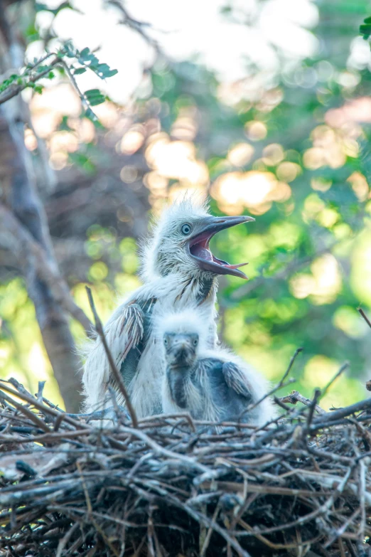 a baby bird in a nest with its mouth open