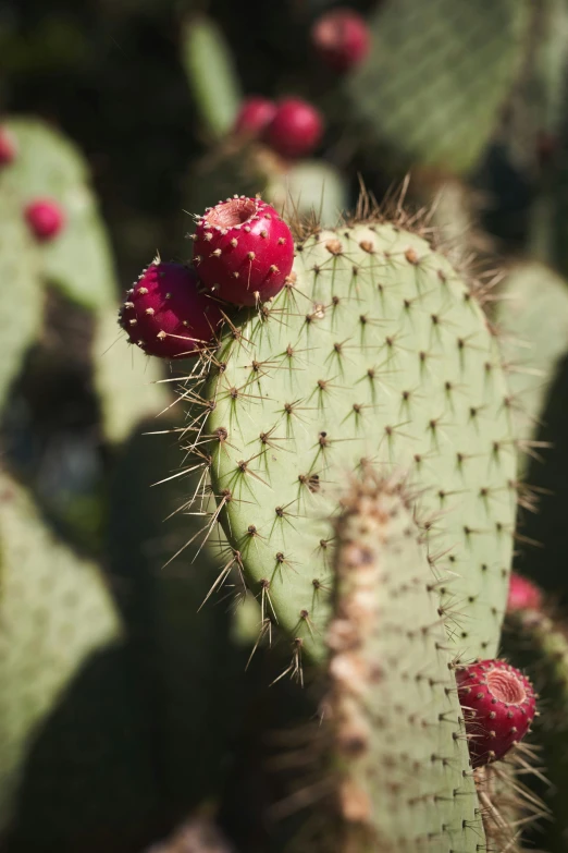 the cactus has flowers all over the side of it