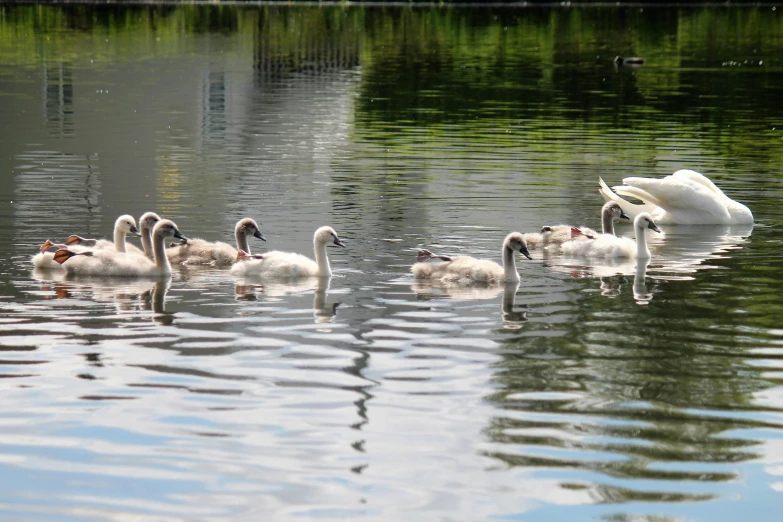 several swans and their offspring swim in a pond