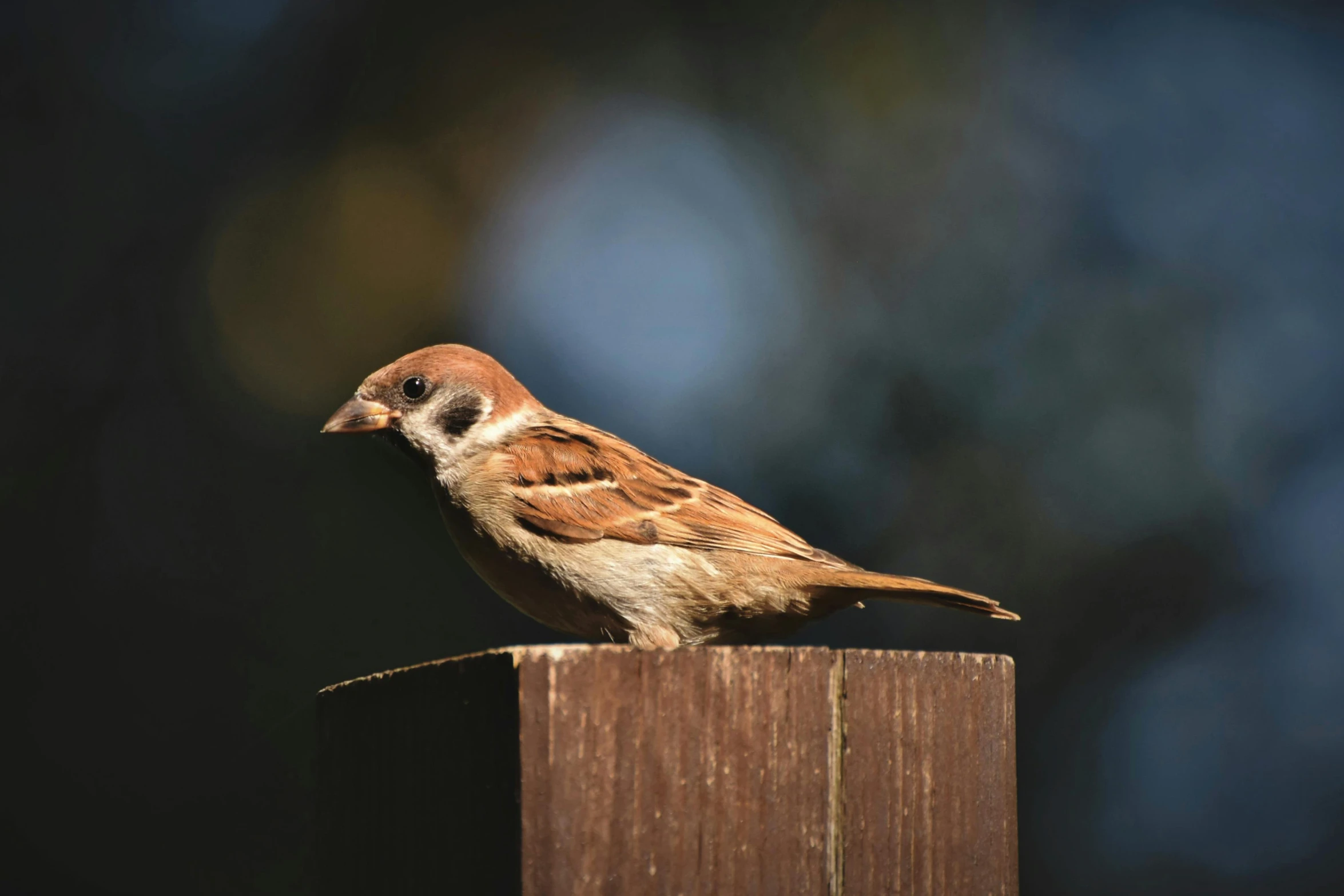 a brown bird with black eyes is sitting on top of a wooden fence post