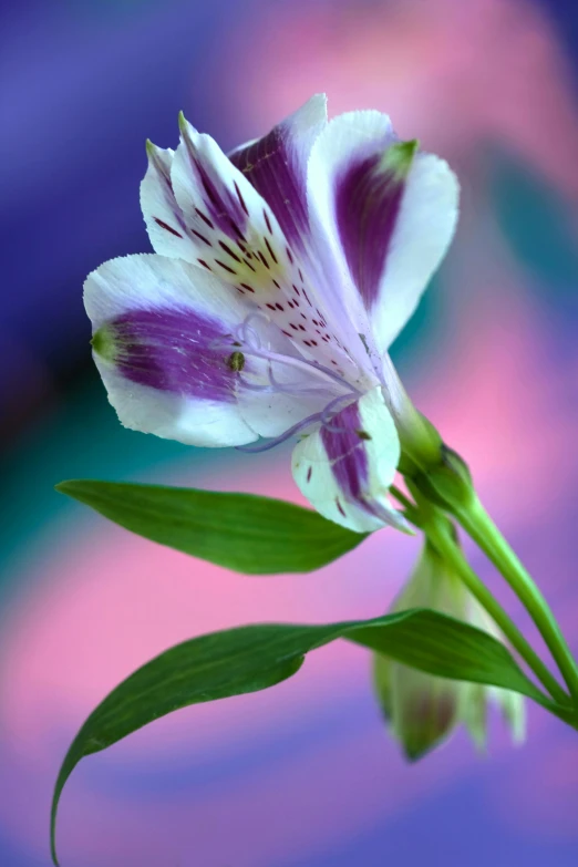 purple and white flower in a vase with green leaves