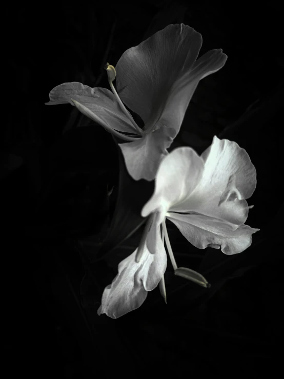 flower in black and white with dark background