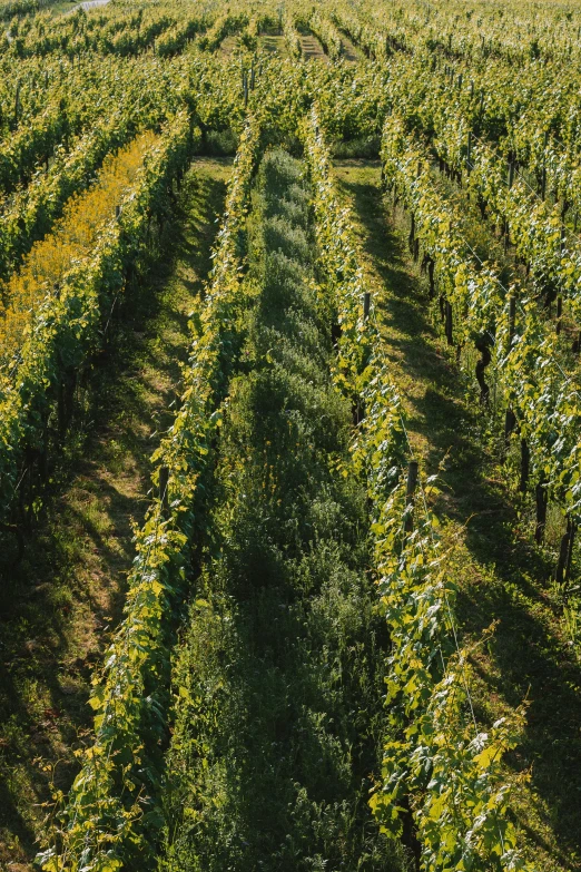 a small field full of very tall green plants