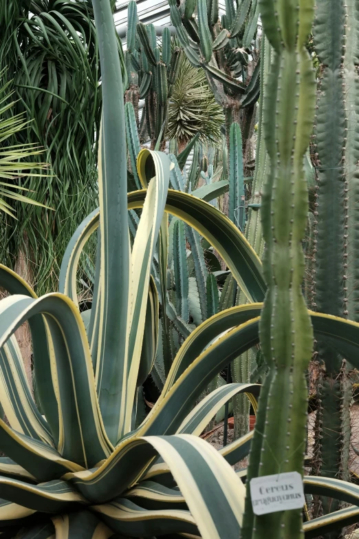 the huge cactus has very many leaves and no leaves