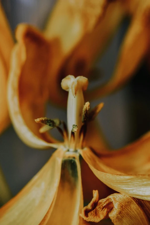the inside of an orange flower with stipular petals