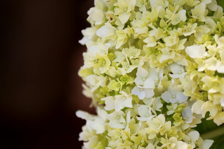 some small white and yellow flowers in the middle of a large arrangement