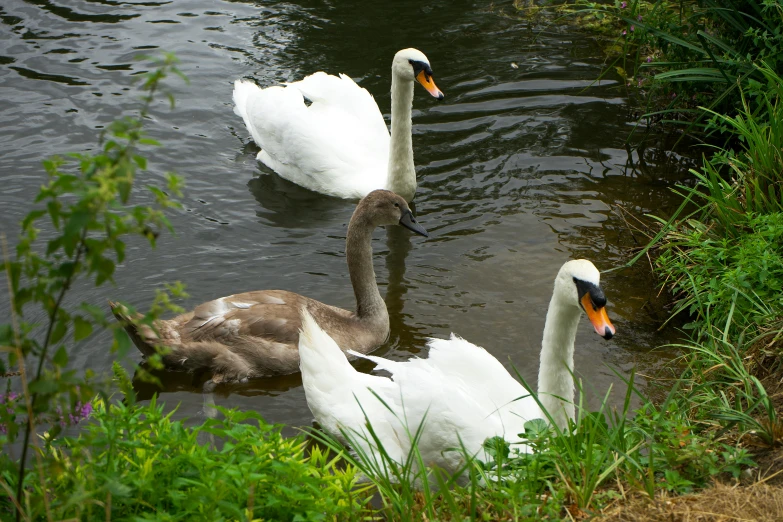 three swans float down the lake in the grass