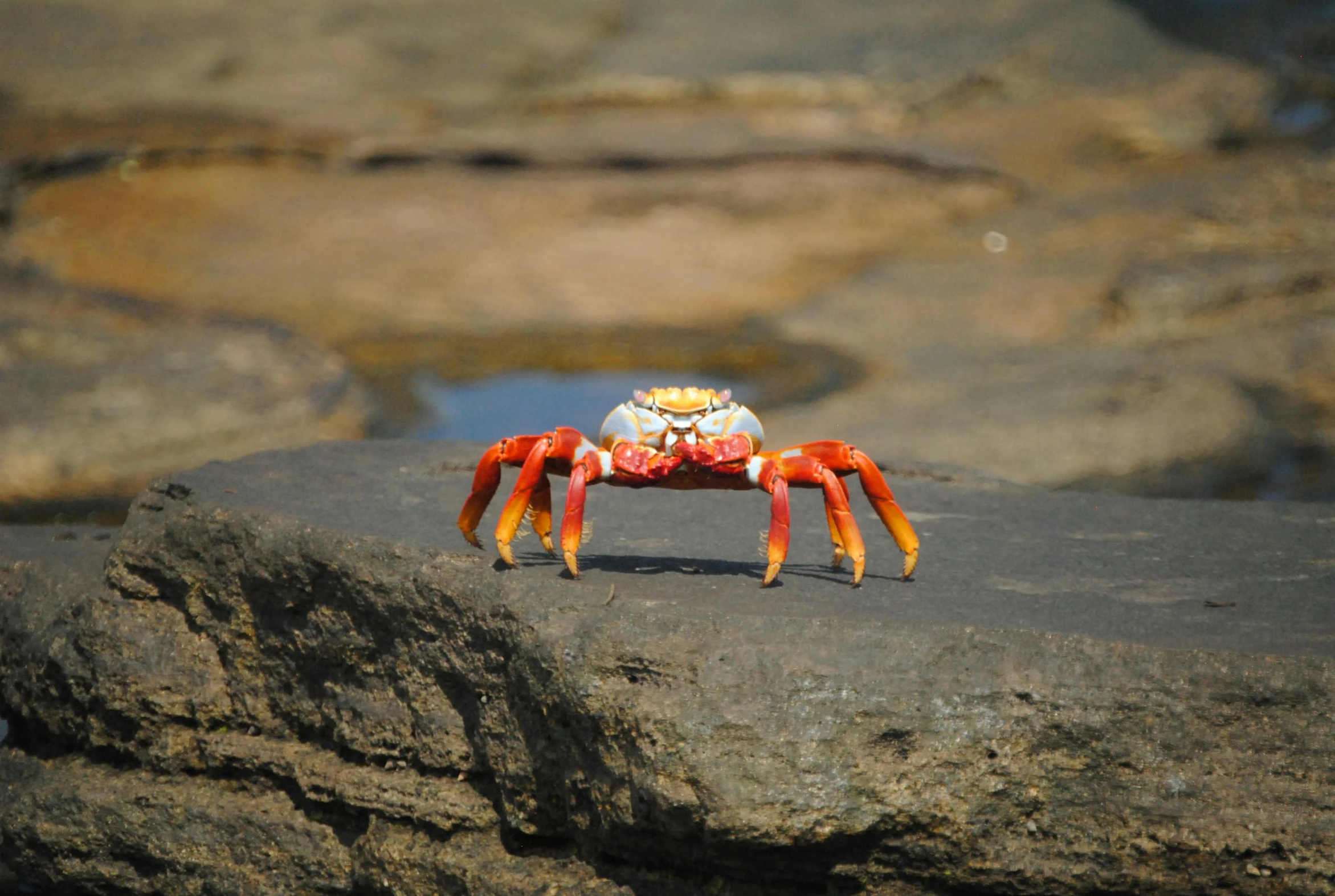 a crab with large legs is on the rocks