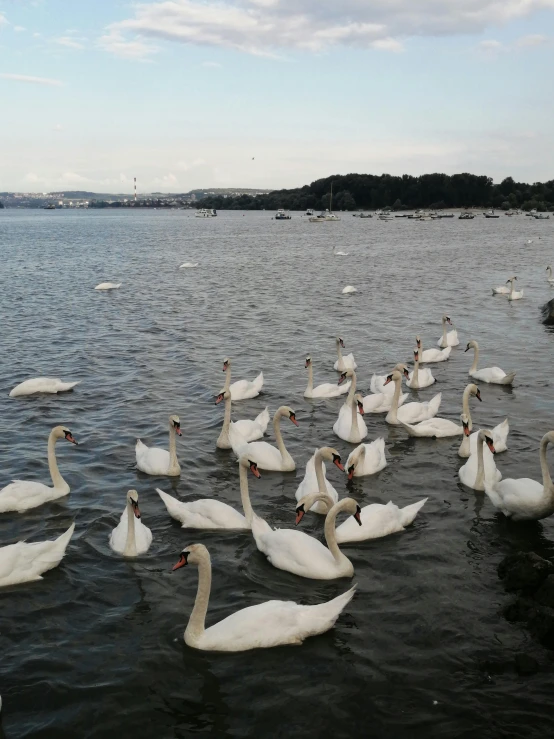 white swans swimming in the water with ducks