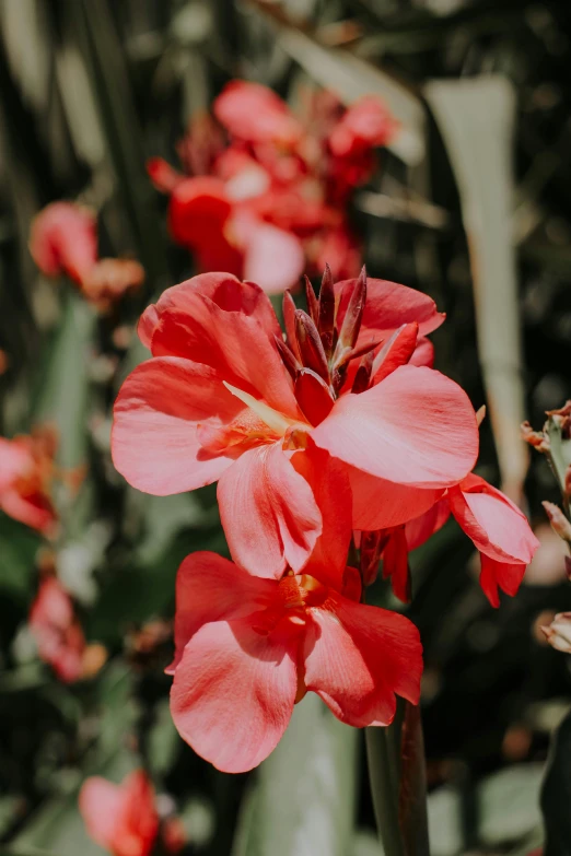 an image of some flowers with red petals