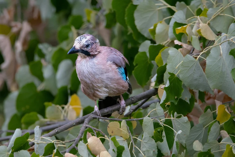 this is a bird perched on top of a nch in a tree