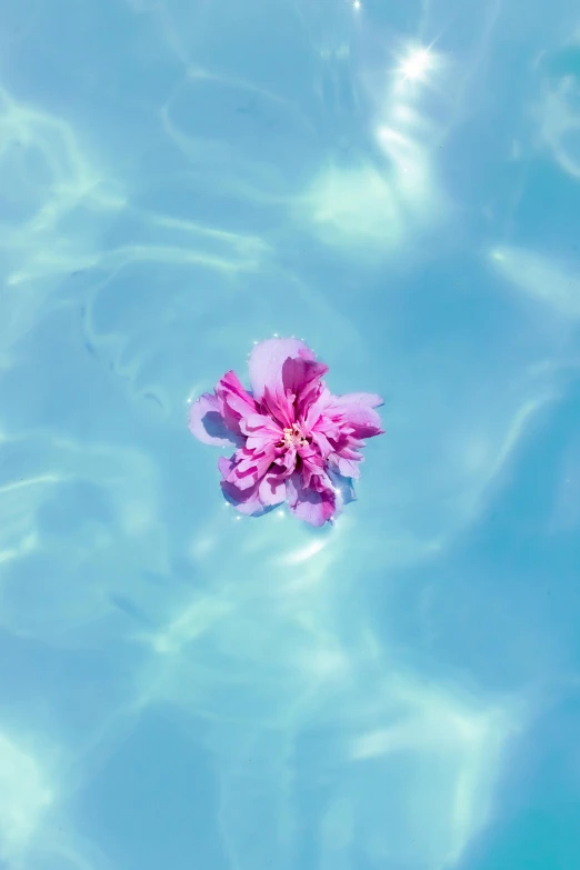 a single flower floating on top of a pool