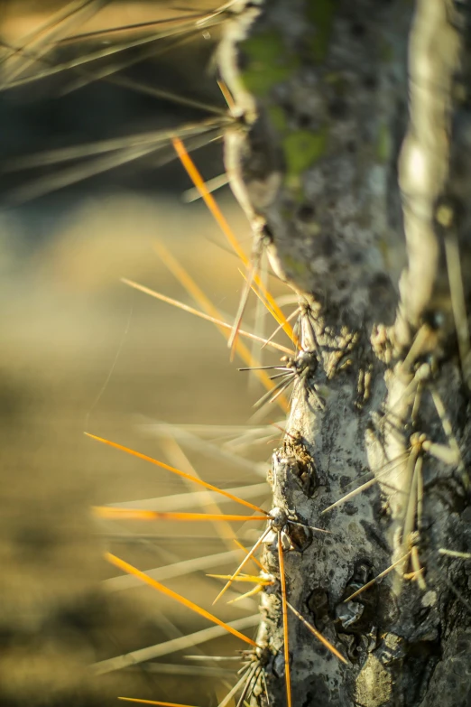 a close up view of an unidentifiable looking plant