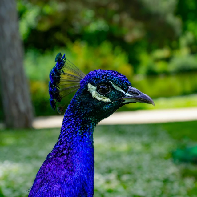a peacock with blue feathers, with long, curved bill