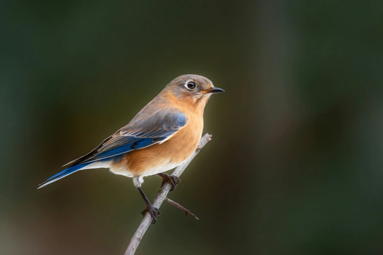 a blue bird is sitting on a thin nch