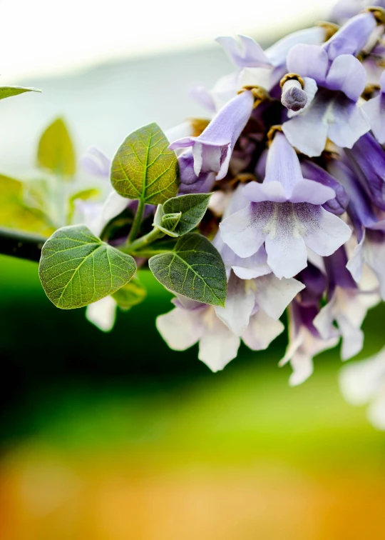 the purple flowers are still blooming in the sun