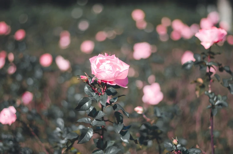 a pink rose sits in the middle of a field