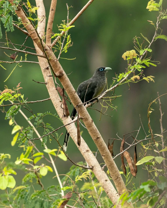 a small black bird sitting on a tree nch