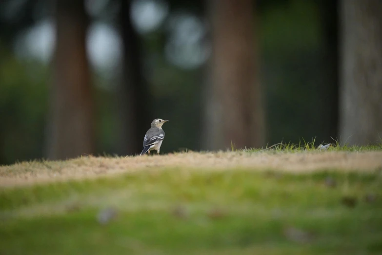 the small bird is standing on the ground