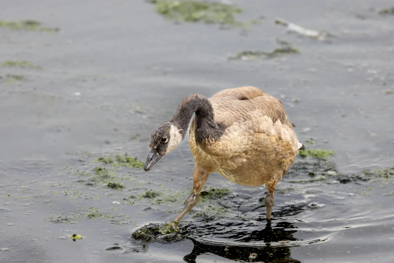 a bird that is standing in the water