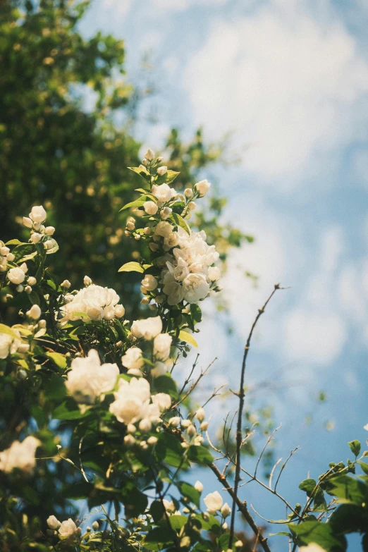 flowers and leaves against a cloudy sky and trees