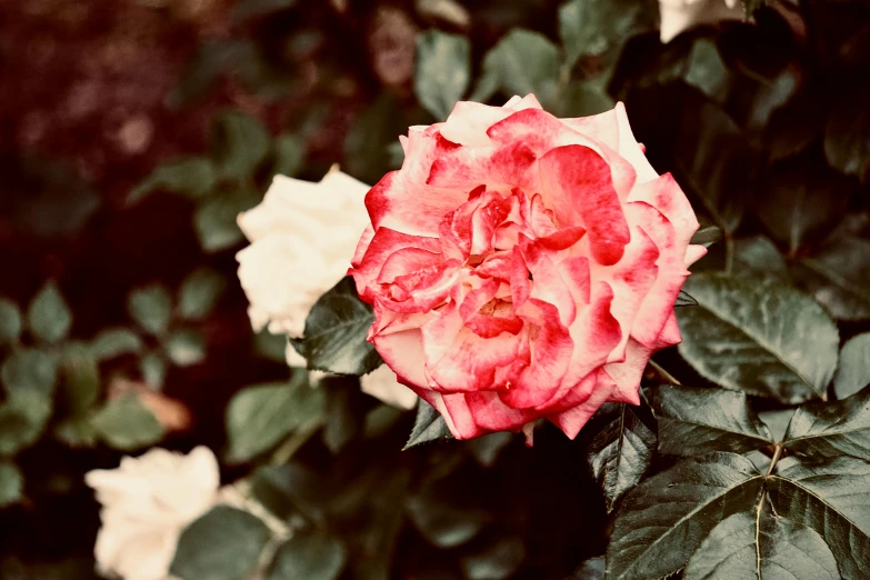 there is a large flower on the tree