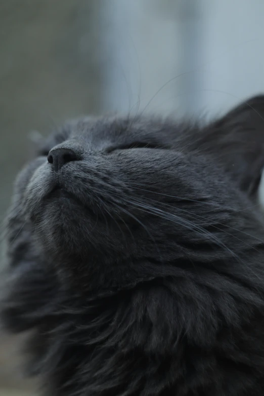 close up po of a long - haired cat that looks like a black cat