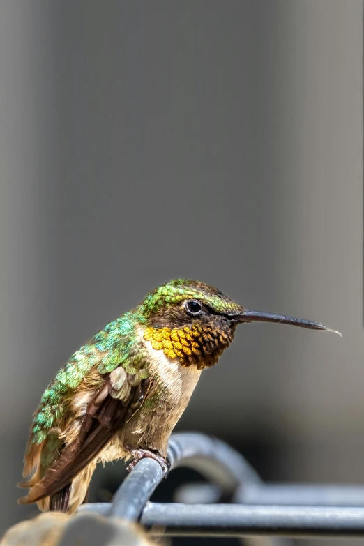 a colorful bird perched on top of a metal bar