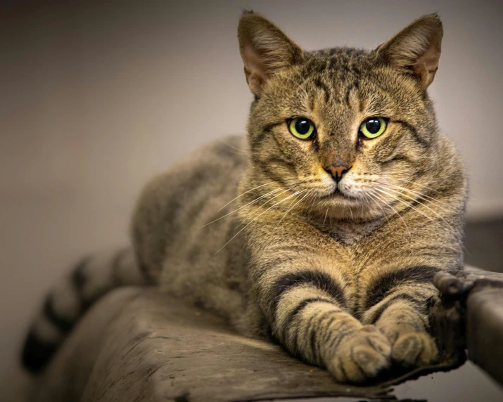 a tabby cat laying down and looking at soing