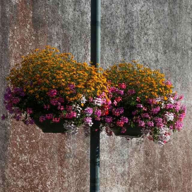 the large flower bush is near a building